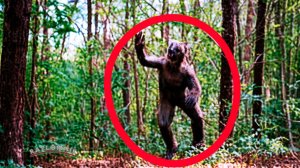 НЕОБЪЯСНИМОЕ ЗАСНЯЛИ В ЛЕСУ / Реальные кадры СУЩЕСТВА из леса