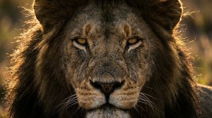 Большие Кошки: Часть 2 | Документальный Фильм про Диких Больших Кошек