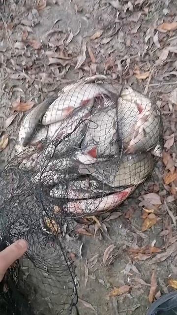 река Тобол радует! смотреть онлайн