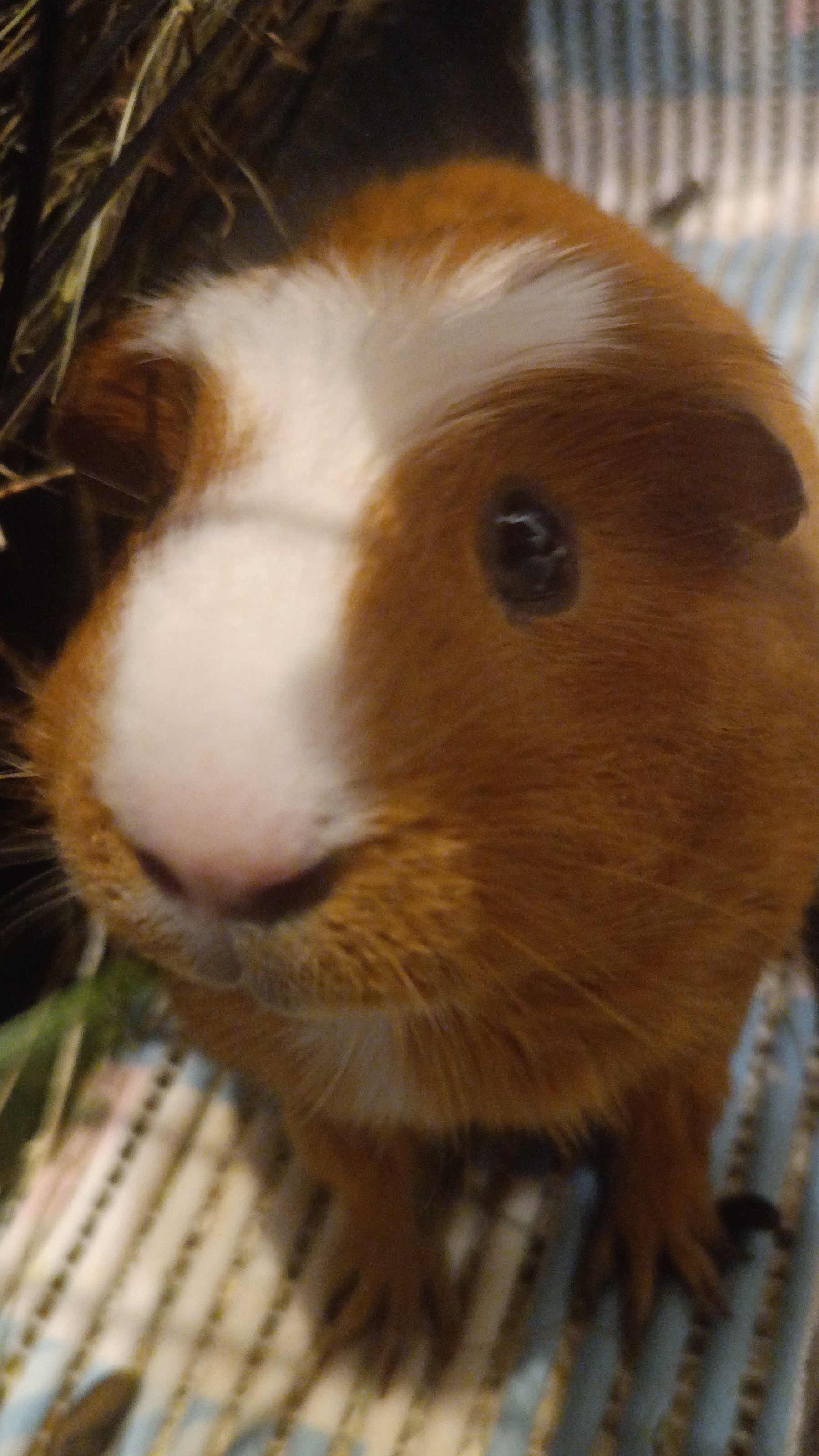 мой любимчик Кексик!