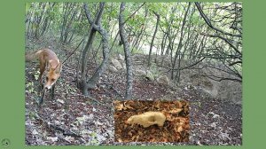 Барсук - зверь серьёзный. Шуток не любит. Судьба лисицы. Июль 2025