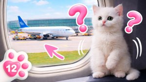 Кто бегает по самолёту? Тайная миссия Маши Капуки: помыть и вернуть котёнка Кефира на место