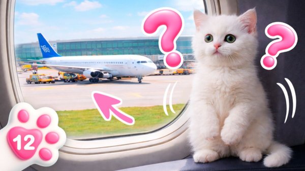 Кто бегает по самолёту? Тайная миссия Маши Капуки: помыть и вернуть котёнка Кефира на место