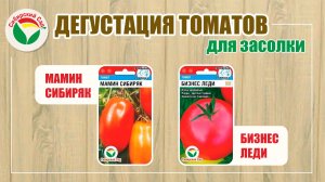 Дегустация засолочных томатов