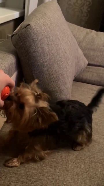 Домашние питомцы ❤️
#мия #йорк