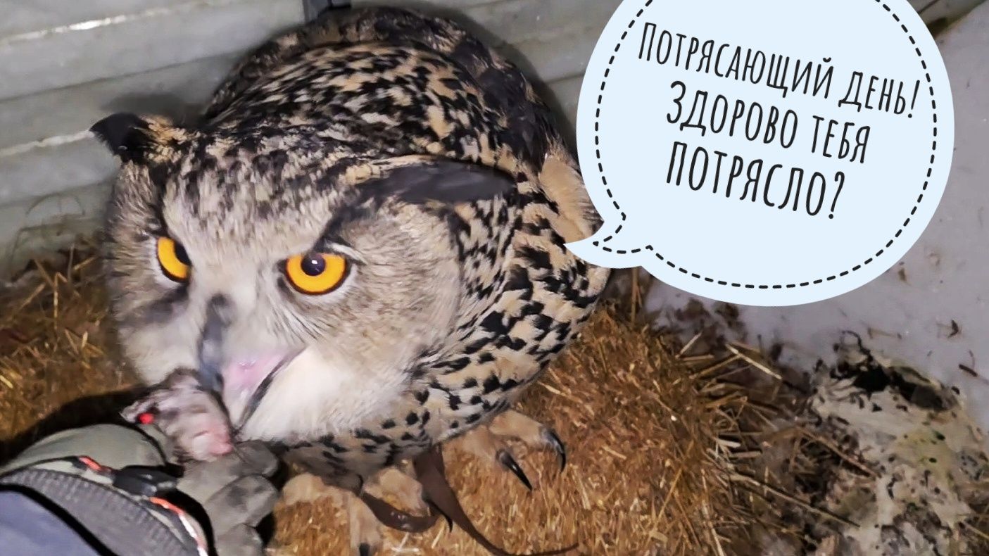 Банк заблокировал карты и счета, потом разблокировал, а там и день прошёл. Опять сов кормить пора! смотреть онлайн