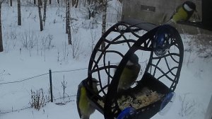 Лазоревка разбушевалась