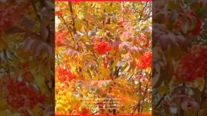 Караоке-Рябина красная,рябина черная