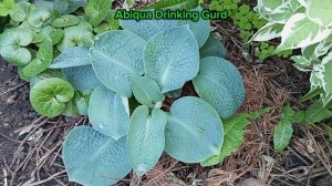 хоста Абиква Дринкинг Гурд  в коллекции сада