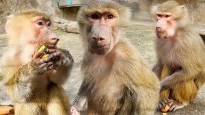 Люсе пожёстче, Мане помягче, Степке повкуснее! ДОЖИЛИ! ДОБЫЧА ГОНЯЕТ ОХОТНИКА! Приходится защищать!