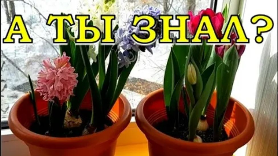 Как "заставить" РАСЦВЕСТИ луковичные К 8 МАРТА?🌷🌷🌷 смотреть онлайн