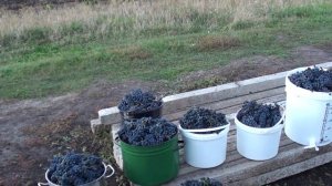 Виноград Маркетт. Теория и практика. Описание, советы и рекомендации!!