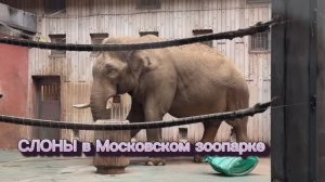 Слоновник в Московском зоопарке. Наблюдаем, как переносят холода слоны в зимнем павильоне