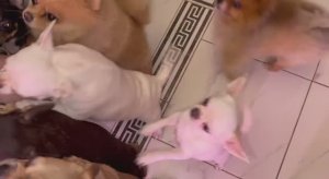 Хвостатые тоже получили угощения.