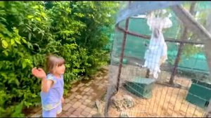 Мы с Ангелиной пришли потанцевать к попугаю Жорику! Жора СПУСТИЛСЯ и ЗАТАНЦЕВАЛ)))