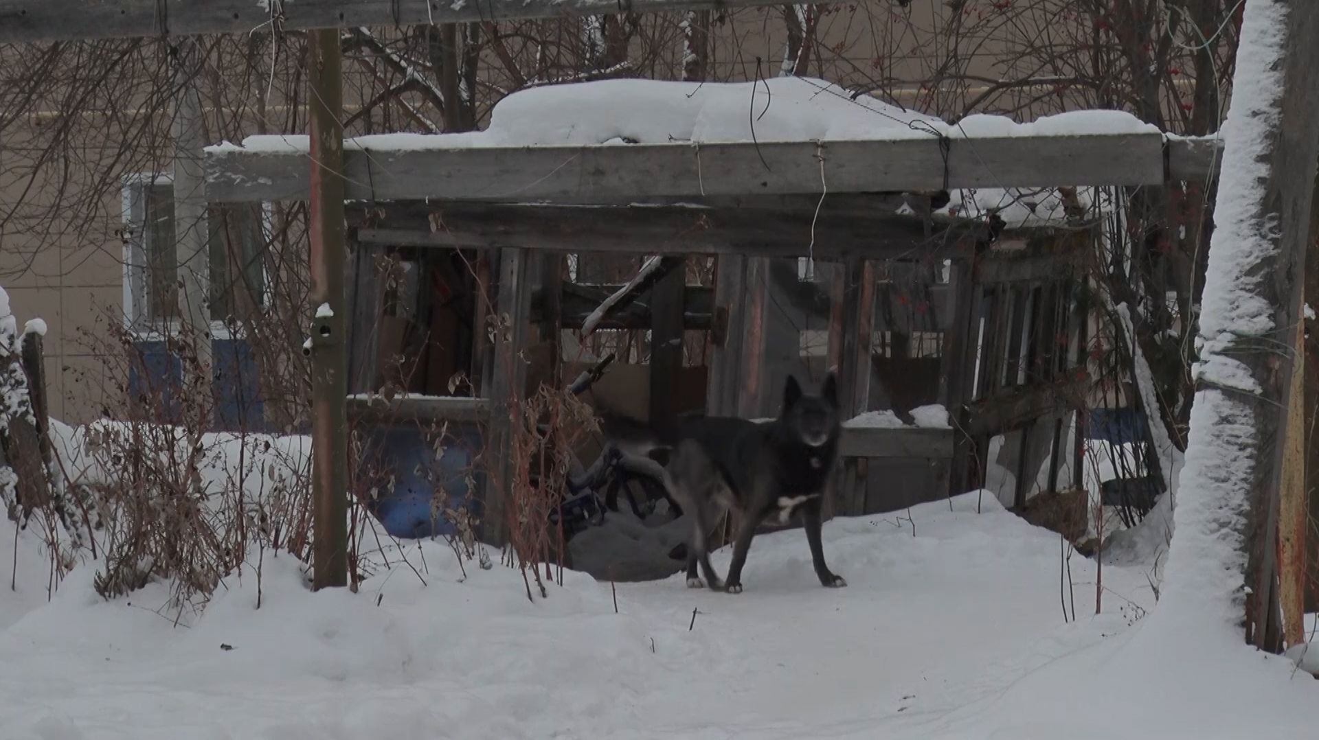 Борьба с бродячими стаями. ТК «Первый Советский» смотреть онлайн