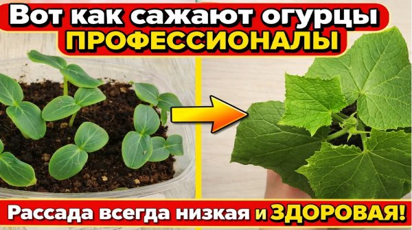 Рассада огурцов всегда низкая, не болеет! Жалею, что раньше так не сажала семена огурцов!