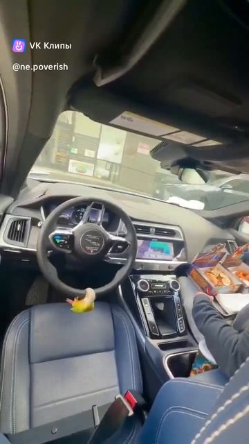 Попугай водила смотреть онлайн