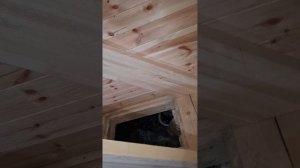 1000048327.mp4 (Собака наблюдает за устройством лестницы на 2 этаж в доме А-фрейм)