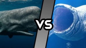 СХВАТКА! Кашалот vs Блупа - Легендарная битва