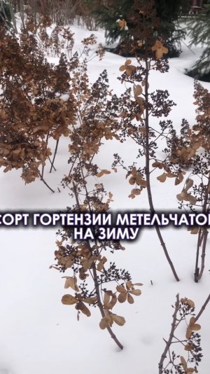 СОРТ ГОРТЕНЗИИ МЕТЕЛЬЧАТОЙ НА ЗИМУ