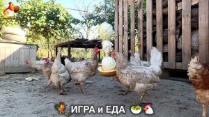 Кормление кур овощами и фруктами для зарядки и от скуки 🥗🐓🤗  (57)