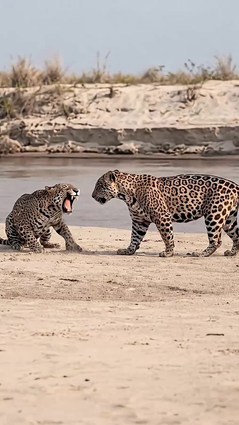 Ягуары [ai] смотреть онлайн