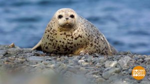 Ларги: белые и пушистые. Потому что маленькие! Доброе утро. Фрагмент выпуска от 11.02.2026