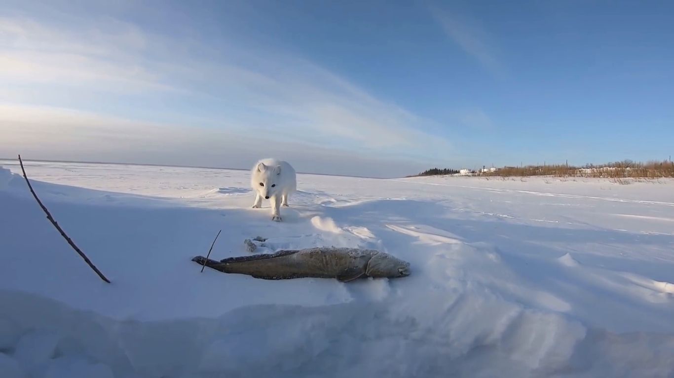 На рыбалку к пушистому зверю. Проверка перемётов на Енисее. смотреть онлайн
