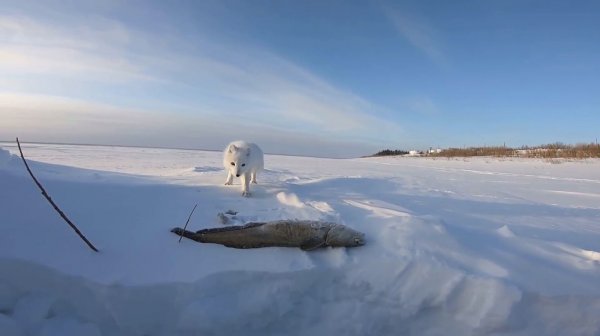 На рыбалку к пушистому зверю. Проверка перемётов на Енисее.
