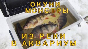ОКУНИ ГИГАНТЫ ЕДУТ В АКВАРИУМ