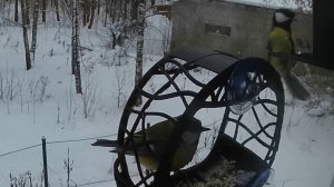 Синица поисковая