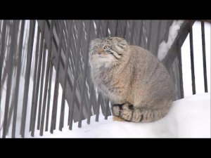 Манулы наблюдают друг за другом 09.02.2026