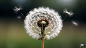 Одуванчик 🎵 Песня