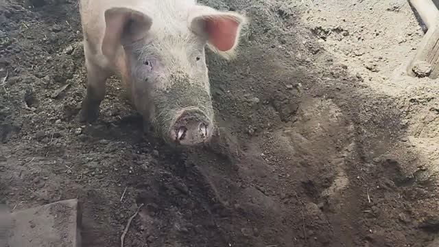 Свинья хрюкает смотреть онлайн