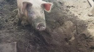 Свинья хрюкает