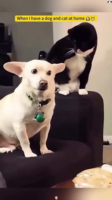 Кошки против собак/Cats vs Dogs #котофейка #funny #cat #dog смотреть онлайн