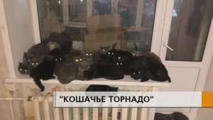 Зоозащитники насчитали более сорока кошек дома у еще одного челнинца