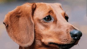 зашиваю улитку