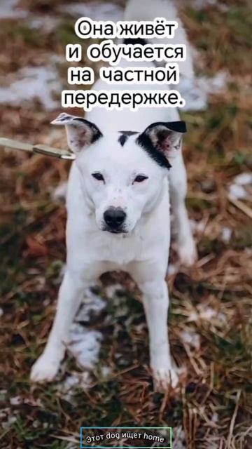 Всё жду у окна