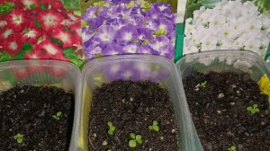 Всходы семенной петунии. Рассада петунии