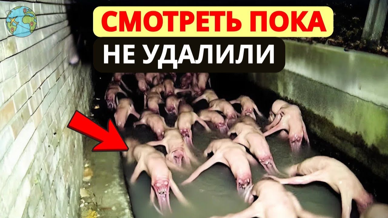 УЧЕНЫЕ В ШОКЕ! Камера в Чернобыле записала НЕЧТО СТРАШНОЕ. Они предупреждают_ НЕ ВХОДИТЬ! смотреть онлайн