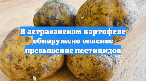 В астраханском картофеле обнаружено опасное превышение пестицидов
