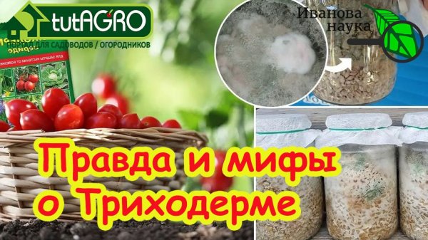Триходерма: Вымыслы и Реальность. Вся правда о триходерме. Как заставить триходерму работать?