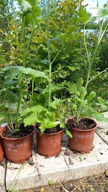 ПИТОМНИК ЦВЕТОЧНЫХ И ЯГОДНЫХ КУЛЬТУР предлагает саженцы