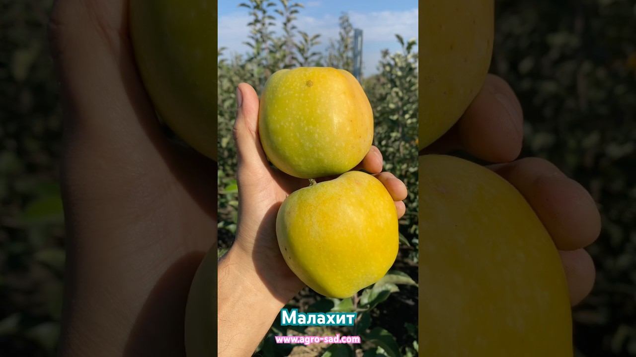 Яблоня Малахит (октябрь) — Кубань 2025 #садоводничество #fruit