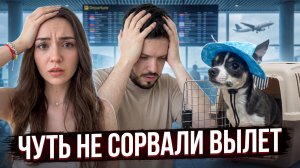 Как перевезти собаку во Вьетнам: весь процесс от документов до перелёта