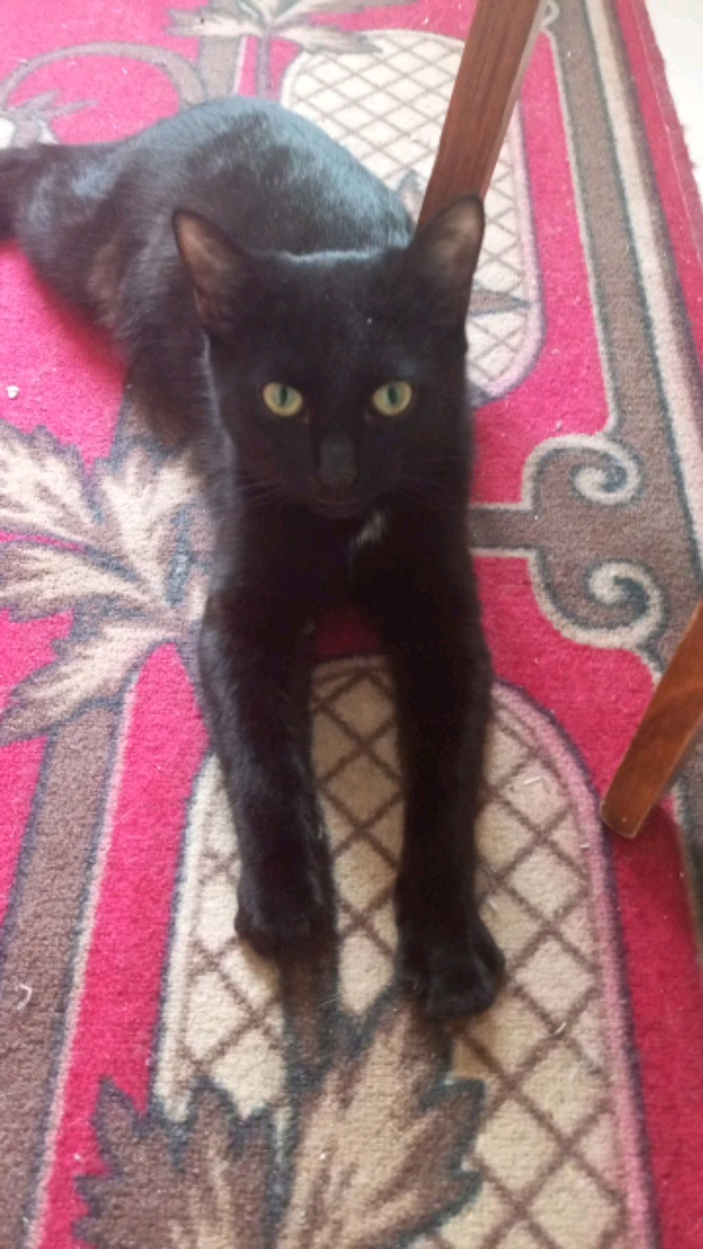котикики