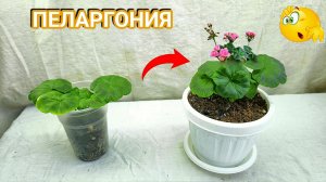 ПЕЛАРГОНИЯ. Укоренение, перевалка, ОБЗОР.