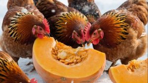 Лучше витамин для кур не найдешь Все таки свежие овощи лучше чем добавки